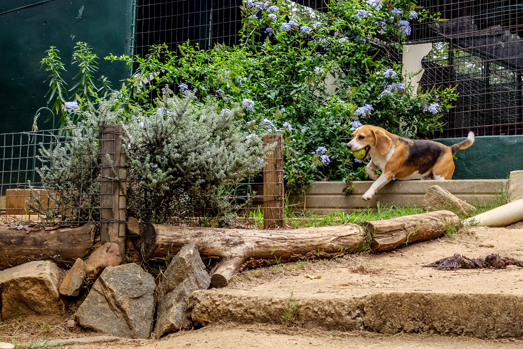 Doggy Day Care Badhams Kennels Fourways