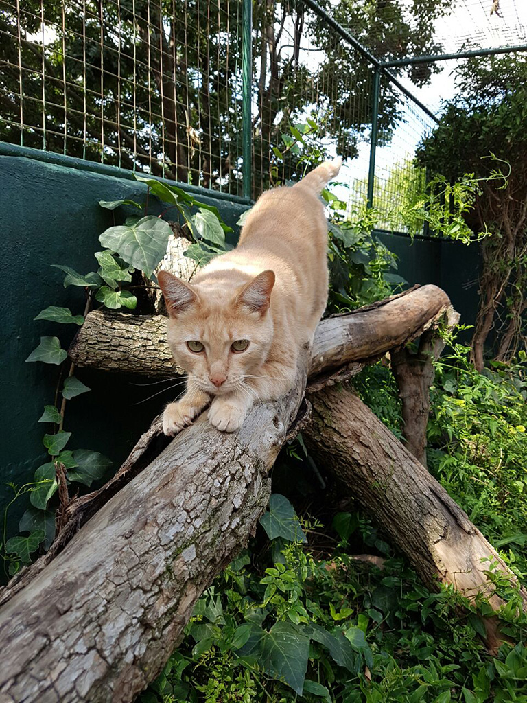 Badhams Kennels Fourways