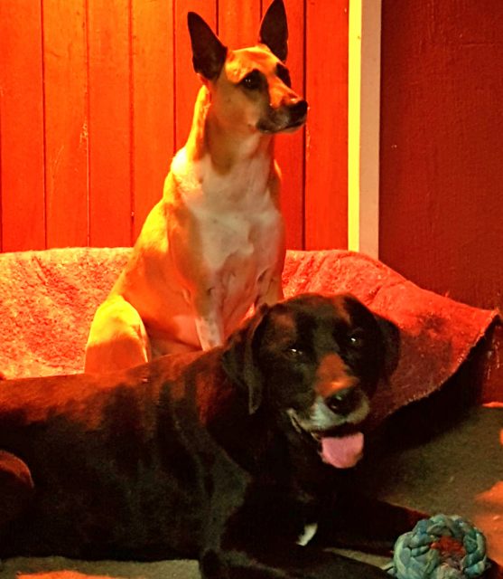 Heaters Badhams Kennels Fourways