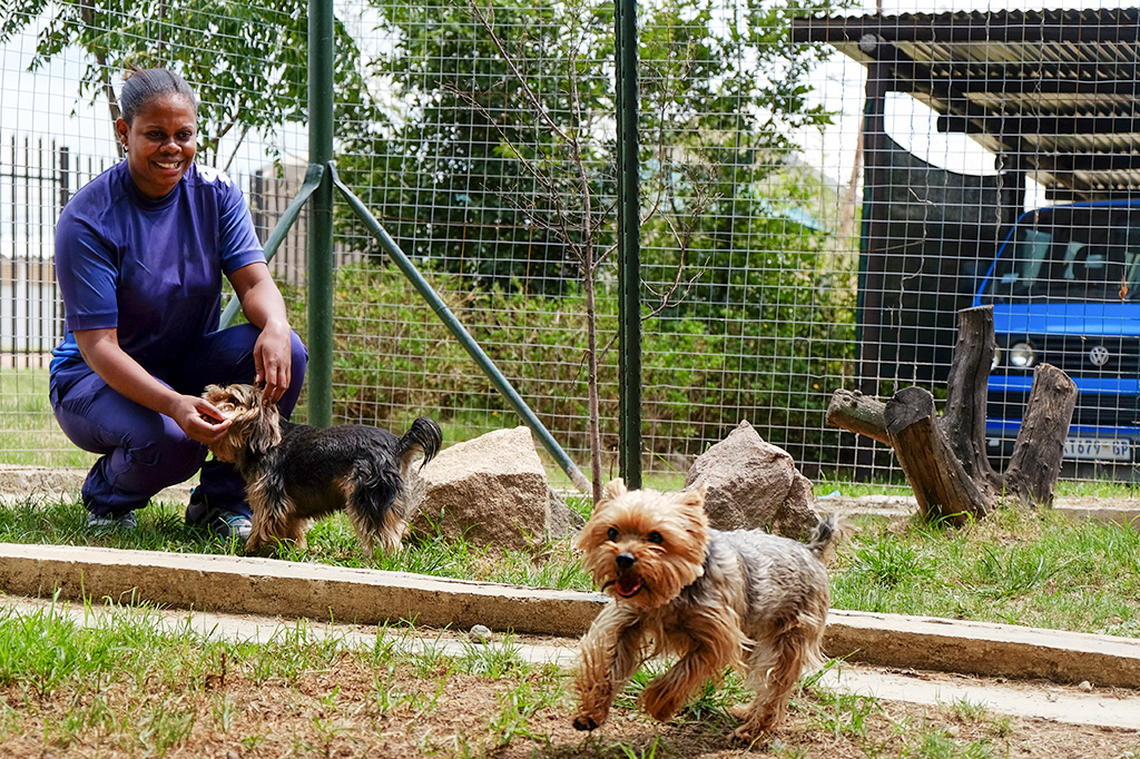 Doggy Day Care Badhams Kennels Fourways