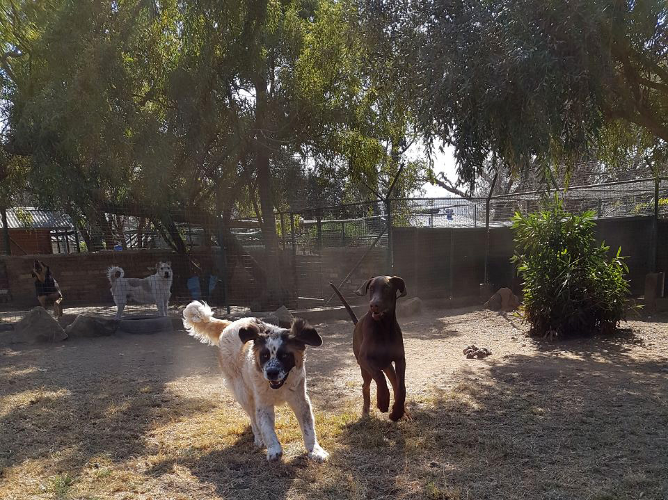 Pet in Fourways Gauteng Dog Kennels & Cattery